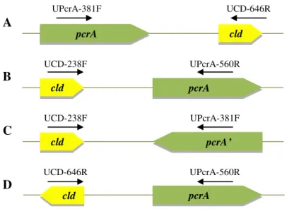 Figure 12. Schematic representation of the four possible pcrA and cld genes orientations