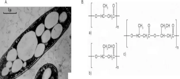 Figure 1.8 – A. - Intracellular granules of PHA (Laycock et al. 2013) ; B. - Chemical structure of PHA family: a)  polyhydroxybutyrate; b) polyhydroxyvalerate; c) polyhydroxybutyrate-co-valerate   (Bugnicourt 2014) 