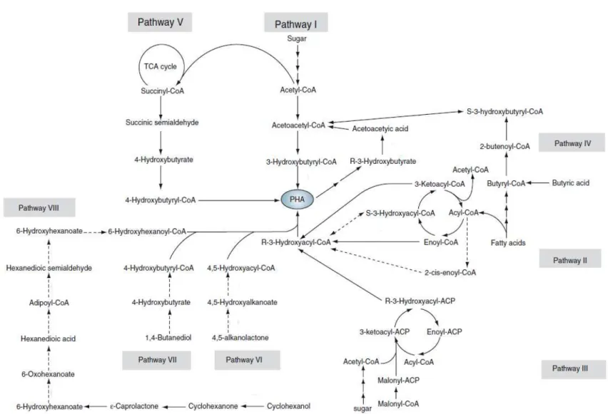 Figure 1.9 - PHA accumulation pathways (adapted from Chen, 2010)