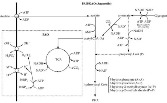 Figure 1.12 – PHA metabolic pathway in PAO/GAO Anaerobic systems.  The metabolism represented  inside the rectangle is only valid for PAOs, all the rest is shared by both groups