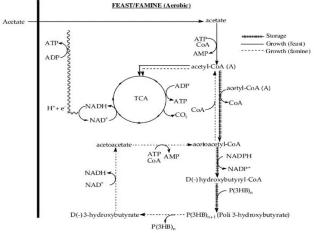 Figure 1.13 - Possible metabolic pathway for acetate consumption under feast/famine conditions (Reis et  al