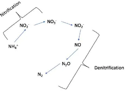 Figure 2 - Conventional nitrification/denitrification process