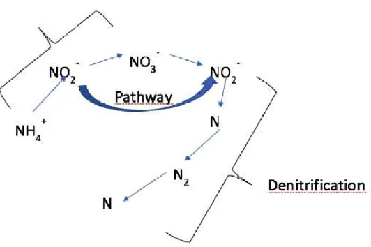 Figure 3 - Autotrophic nitrogen removal : nitrification/denitrification over nitrite