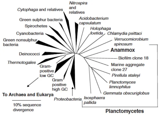 Figure 5 - Anammox bacteria phylogeny.