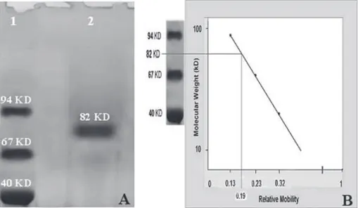 Fig 3: The comparison of electrophoretic mobility (A) and determination of molecular weight (B) of human  sperm creatine kinase (lane 2, A) with markers (lane 1, A) of known molecular weight (Taq DNA polymerase,  94 KD, bovine albumin serum, 67 KD, and sup