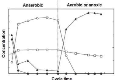 Figure 1.2- Typical profiles of extracellular phosphate-P (), VFAs (), PHA (), and glycogen  () from a SBR cycle study of an enriched GAO culture
