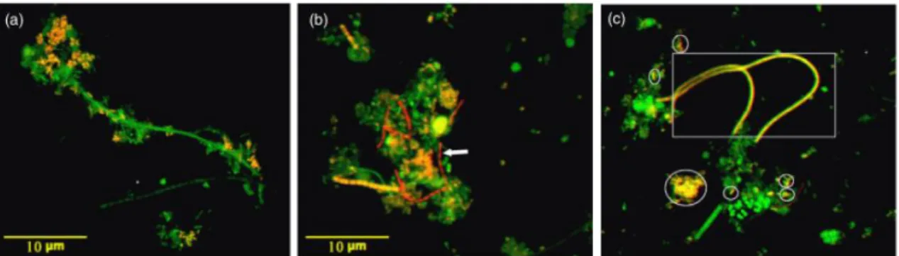 Figure  1.4:  Epifluorescence  micrographs  of  Tetrasphaera-PAO  in  activated  sludge  hybridised  with  probes  Tet3-654  (a),  Tet2-892  (b)  and  Tet2-174  (c)  (Cy3-labelled)