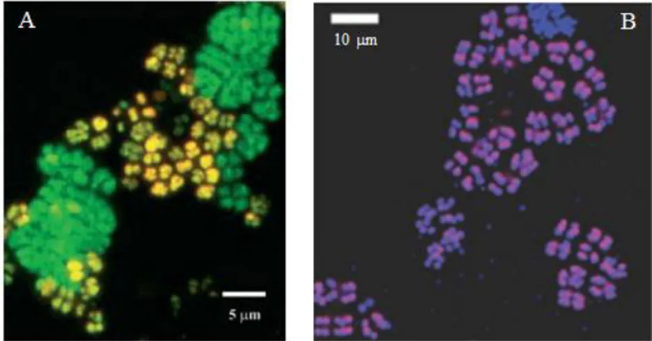 Figure  1.7:  Meta  confocal  laser  scanning  microscope  (CLSM)  micrographs  of  FISH  showing  two  clusters  of  Defluviicoccus  vanus:  I  (A)  and  II  (B)