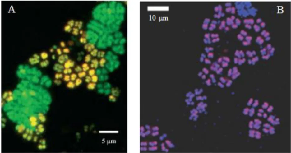 Figure  1.7:  Meta  confocal  laser  scanning  microscope  (CLSM)  micrographs  of  FISH  showing  two  clusters  of  Defluviicoccus  vanus:  I  (A)  and  II  (B)