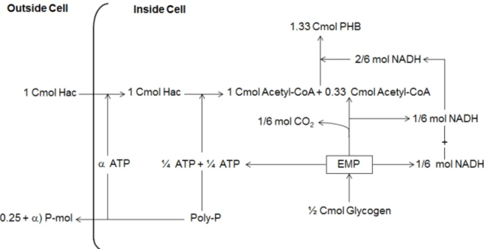 Figure 1.9: Schematic diagram of the anaerobic metabolism of PAOs fed with acetate (Hac) as  the sole carbon source (Filipe et al., 2001c)