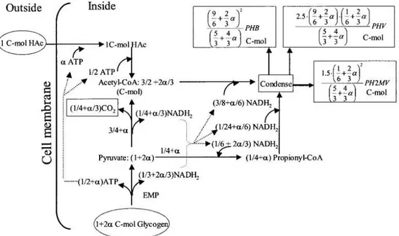Figure 1.11: Schematic diagram of the anaerobic metabolism of GAOs fed with acetate (Hac) as  the sole carbon source (Zeng et al., 2003a)