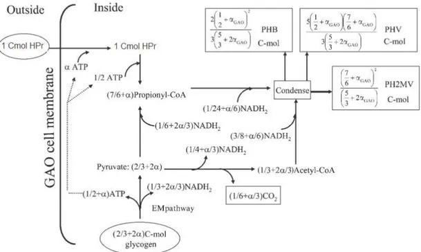 Figure  1.12:  Schematic  diagram  of  the  anaerobic  metabolism  of  GAOs  fed  with  propionate  (HPr) as the sole carbon source (Oehmen et al., 2006b)