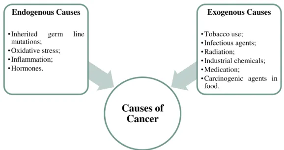 Figure 1.1 Endogenous and exogenous causes of cancer. (Adapted from WCRF / AICR, 2007)  According to the GLOBOCAN project, that estimates the incidence, the mortality and  the  prevalence of  cancer worldwide, in  2012  there were  about  14.1  million  ne