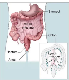 Figure 1.2 Schematic representation of part of the digestive system, including the colon and rectum