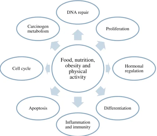 Figure 1.3 Fundamental processes in promotion or inhibition of cancer development and progression,  which can be influenced by food, nutrition, obesity and physical activity