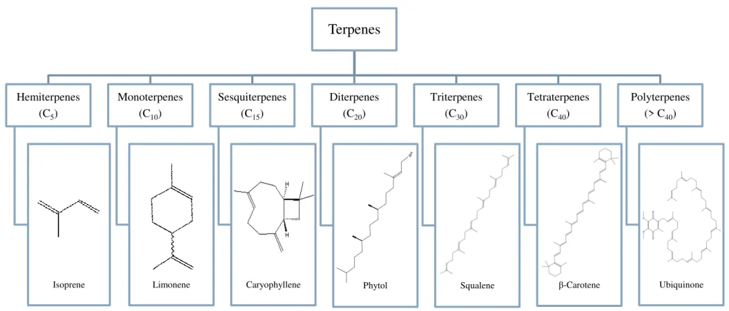 Figure 1.5 Different classes of terpenes. (Adapted from Bakkali et al., 2008) 