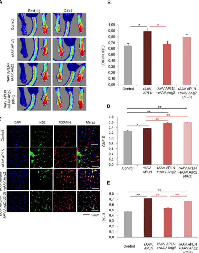 Figure 4. Apelin did not provide early neovascularization with Ang2. (A, B) LDI of blood reperfusion induced by APLN is enhanced without continuous Ang2 overexpression (rAAV.Ang2), where as the combination of APLN and Ang2 displayed no significant alterati