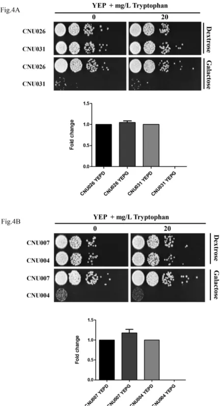 Fig 4. (A) TRP3 and (B) TRP5 RNA interference. Ten-fold serial dilutions (10 4 to 1 cell) were spotted in YEP medium with dextrose (RNAi repressing condition) or galactose (RNAi inducing condition), with or without 20 mg/L tryptophan supplementation