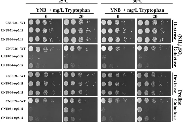 Fig 5. trp3i and trp5i phenotype in synthetic medium. Tryptophan uptake by trp3.1i (CNU031) and trp5.1i (CNU004) mutants was compared to the wild- wild-type (CNU026) in synthetic medium (YNB) under preferred (NH4) 2 SO 4 and non preferred nitrogen sources 