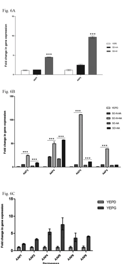 Fig 6. Expression profile of C. neoformans permeases by qPCR. (A) graph showing the effect of tryptophan supplementation (SD–AA vs