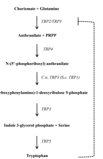 Fig 1. Tryptophan biosynthetic pathway in C. neoformans and S. cerevisiae. Genes are depicted on the right side