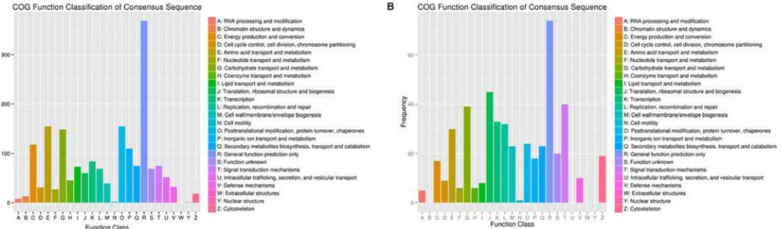 Fig 3. Histogram of KOG classification of differential expressed unigenes in roots (A) and leaves (B) under Al stress in hydrangea.