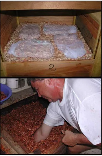 Figure 4. Method of fermenting several small cocoa bean samples from individual trees under identical conditions of recommended traditional processing practice  (‘‘microfermen-tation technique’’)