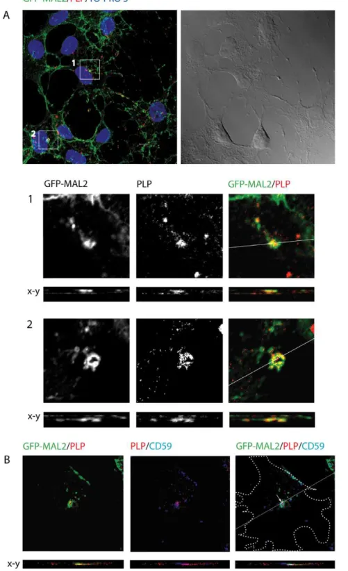 Figure 4. Colocalization of PLP and GFP-MAL2 in GFP-MAL2/HOG cells cultured at 18 6 C