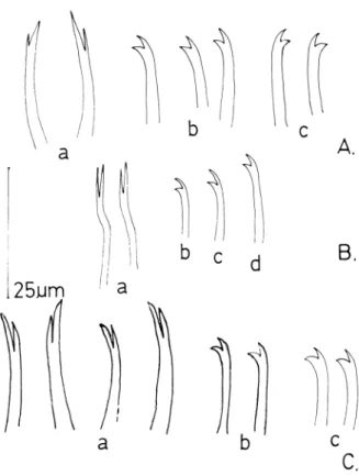 Figura  2.  A.  Pristina jenkinae  (Stephenson).  a:  agujas,  b:  que-  tas  ventrales  anteriores,  c:  quetas  ventrales  posteriores