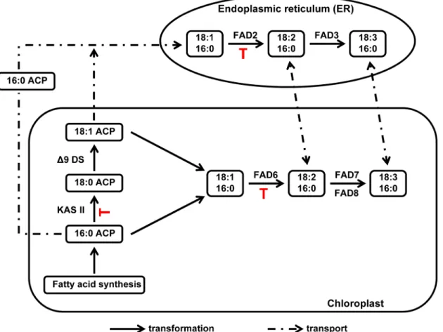 Fig 6. Fatty acid pathway in soybean, and potential points of regulation triggered by aphid infestation