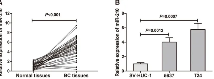 Fig 1. The miR-210 expression in primary BC tissues and BC cell lines. (A) Comparison of miR-210 levels in 40 pairs of primary BC tissues and adjacent normal tissues