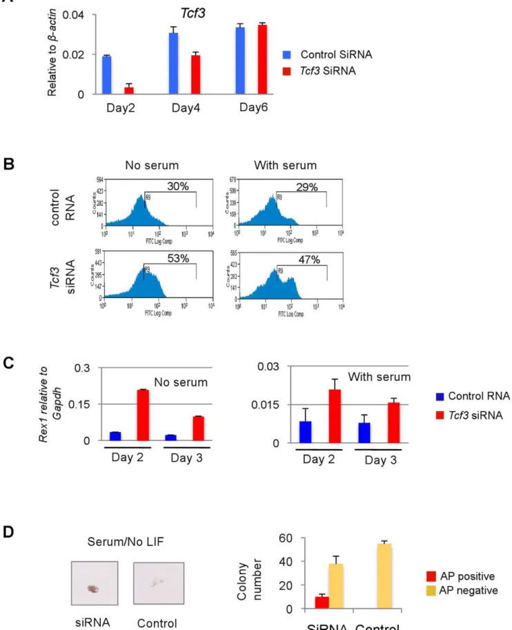 Figure 6. siRNA knockdown of Tcf3 in Blm wild type cells. A. qRT-PCR analysis of Tcf3 knockdown in Tcf3 siRNA treated ES cells and control siRNA treated cells