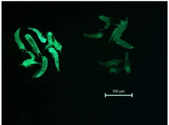 Fig. 1. Image of sediment surface enclosed by the benthic chamber at the beginning of the deployment (a) and after 5 days of  oxy-gen decline (b), before taking core samples