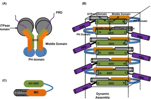 Figure 6. Models of dynamin assembly. (A) Schematic representation of the T-shaped dynamin tetramers or ‘dimer of dimers’ [26,27] which explains the inter-domain interactions between the GED, middle Domain and GTPase domain