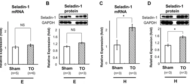 Figure 3. TO induced Seladin-1 mRNA and protein expression in the forebrain in TRKI mice