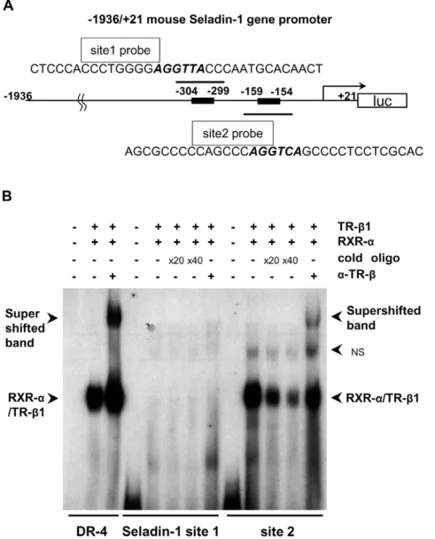 Figure 5. RXR-a/TR-b1 binds to site 2. Oligonucleotide sequences for radiolabelled probes are indicated in Figure 5A