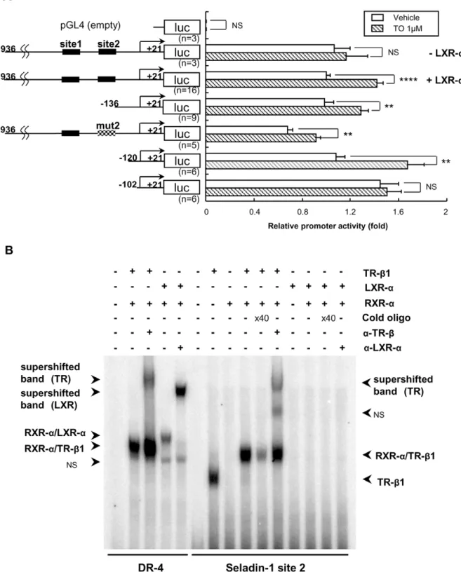 Figure 7. TO induced the mouse Seladin-1 gene promoter activity but LXR-a did not bind to site 2