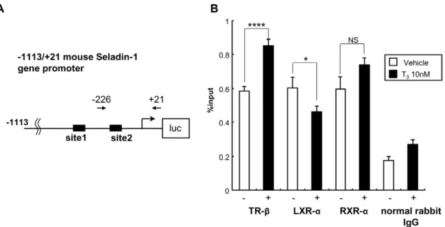 Figure 9. Schematic diagram illustrating the hypothetical mechanism of TR and LXR crosstalk on the mouse Seladin-1 gene promoter.