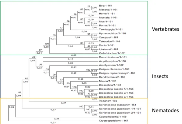 Figure 2.6- Phylogenetic tree construction for all malectin-like in eukaryotes (excluding plants) using  MEGA7 program