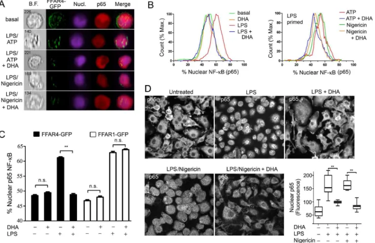 Figure 3. DHA-mediated suppression of inflammasome activity depends upon FFAR4. (A) Quantitative RT-PCR to detect Ffar1, Gpr84, and Ffar4 mRNA expression in BMDMs