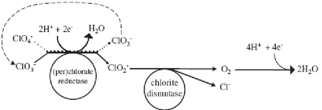 Figure  1.3:  Schematic  representation  of  perchlorate-reducing  pathway.  Source:  Nerenberg  et  al.,  2006  [36]