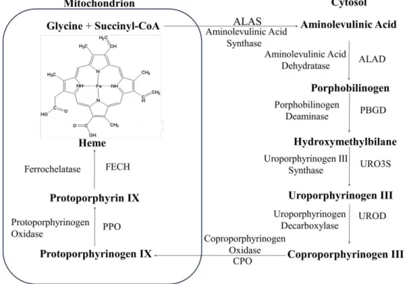 Figure  1.2  Heme  biosynthesis  pathway  (adapted  from  [3]).  Mammalian  heme  biosynthesis  pathway  scheme