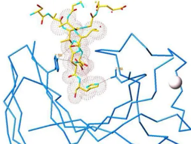 Figure III.1 : Highlight of the binding cleft of  Ct CBM11 with the bound C-terminal histidine  tail of a symmetry related molecule
