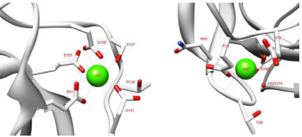 Figure II.3 : Coordination of the two calcium ions in CtCBM11. 
