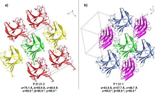 Figure II.4 :  Ribbon  representation  of  Ct CBM11  packing  in  the  two  different  crystal  forms,  P2 1 2 1 2 and P2 1 