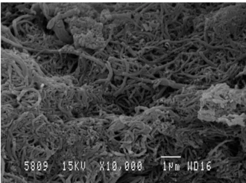 Fig. 2.1 6 – Imagem de microscopia electrónica de varrimento (SEM) das CNF desmineralizadas