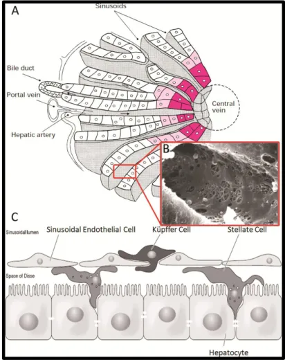 Figure 1.1  –  The architecture of the liver: acinus (A), sinusoids (B) and the location of the different  liver cell types in the sinusoid (C)