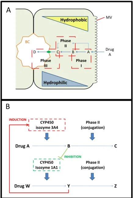 Figure 1.5  –  General mechanism for drug metabolism (A) and possible drug-drug interactions (B)