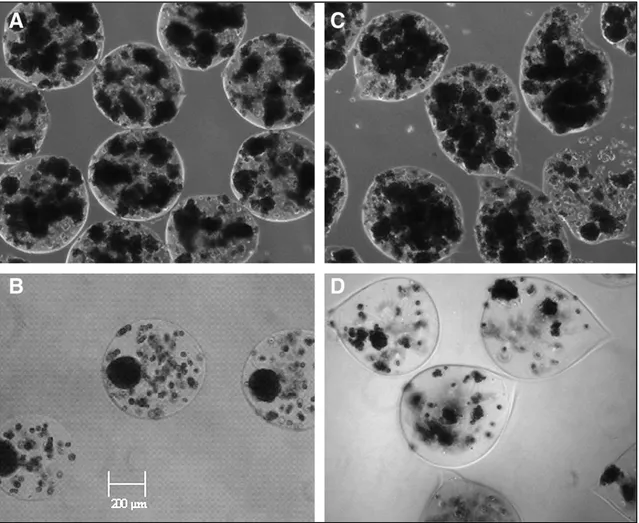 Figure  2.1 –   Phase- contrast  microscopy  (amplification  of  100 × )  of  encapsulated  hepatocyte  aggregates in 0.7% alginate using an inoculum of (A) 10 × 10 6 or (B) 1 × 10 6  cells/mL alginate, and  0.4% alginate using an inoculum of (C) 10 × 10 6