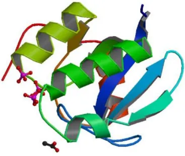 Figura 1.6. Estrutura da forma apo da ORP de D. gigas. Figura reproduzida de Protein Data Bank (PDB)  – 2WFB